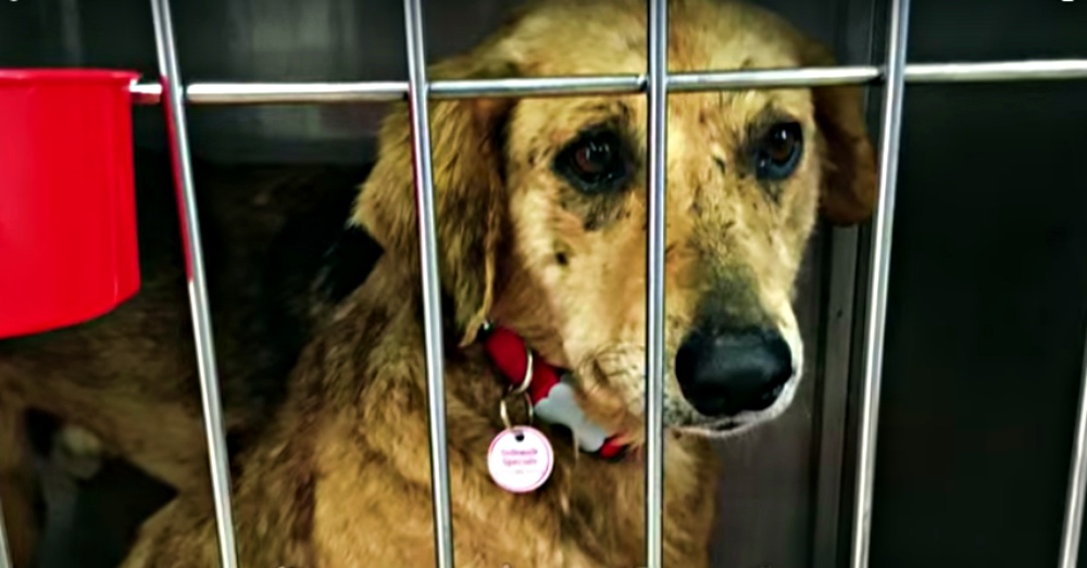 Senior Dogs Face An Even Greater Challenge After Suffering 