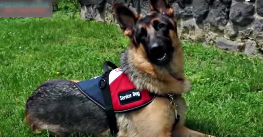 Gabriel, Service Dog