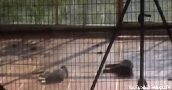 Dead dogs at the Paraque Animal Centre.