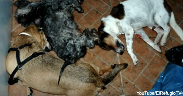 More than 2,000 animals were killed at the Paraque Animal Centre.