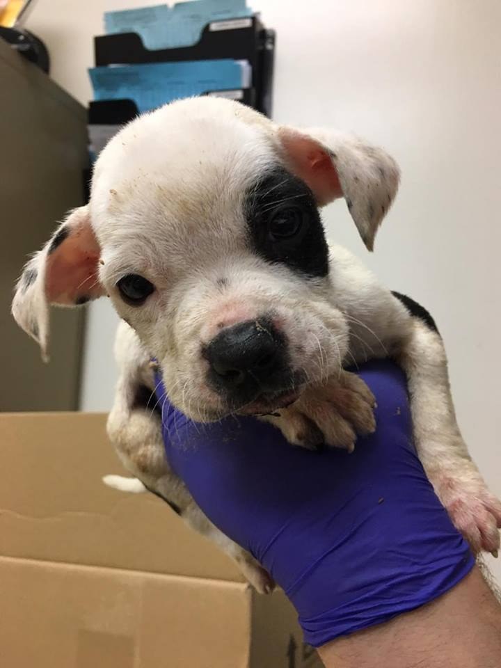 Sacramento SPCA