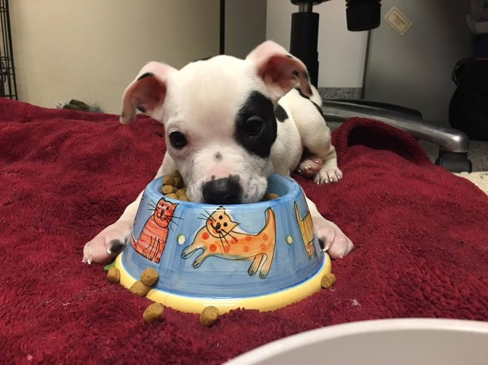 Sacramento SPCA