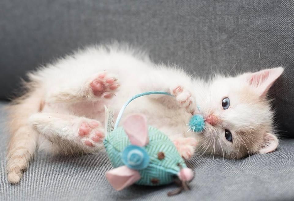 Kitten Lady