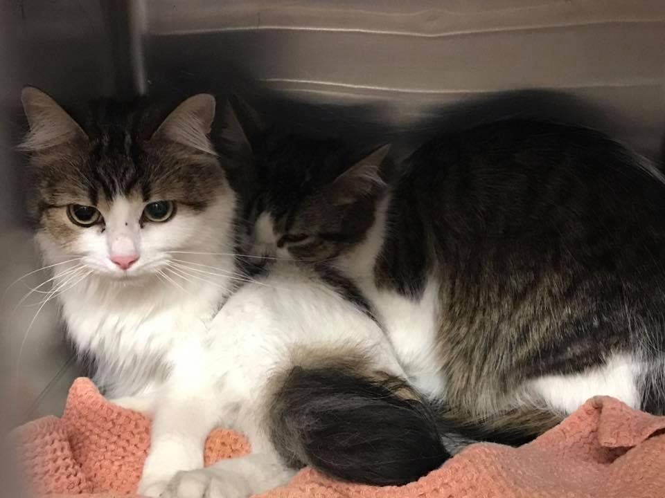 Facebook/Yellow City Shelter Cats