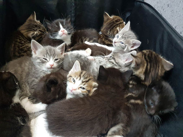 Cats Protection