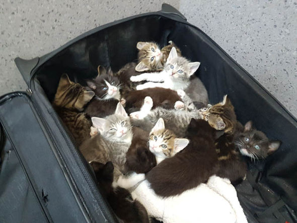 Cats Protection