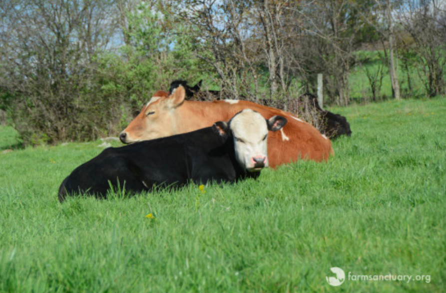 Farm Sanctuary