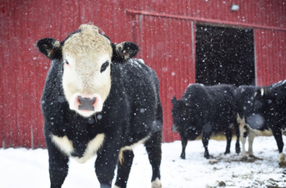 Farm Sanctuary