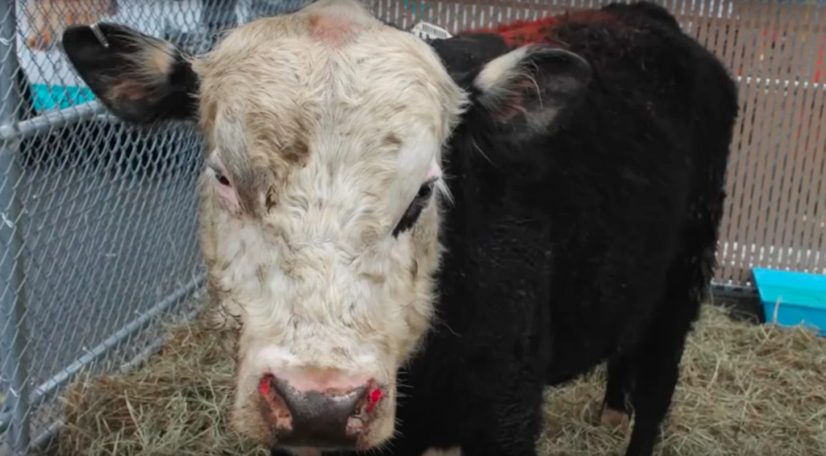 Farm Sanctuary