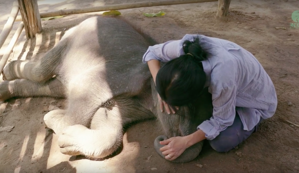 Elephant News