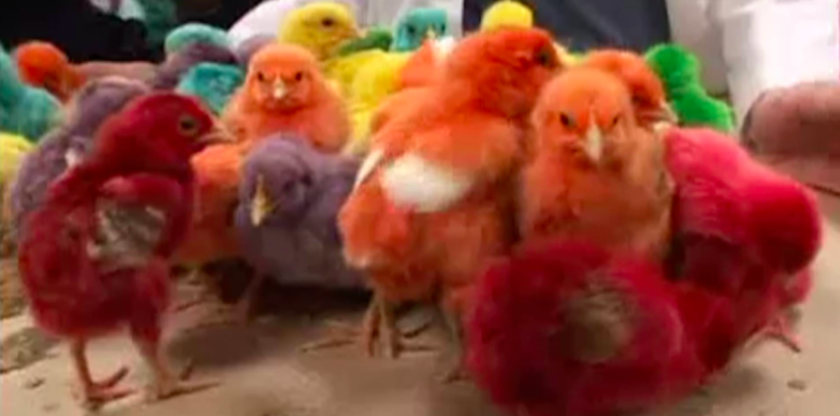 Animal Planet