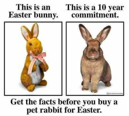 themadhattersrabbitry
