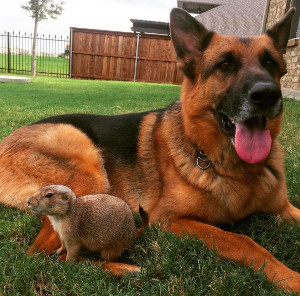 Instagram: @princetheprairiedog
