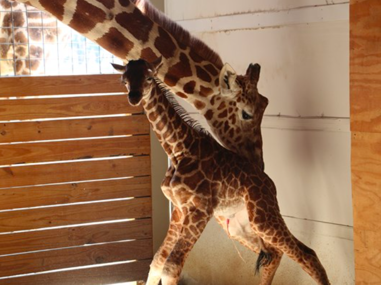 Animal Adventure Park