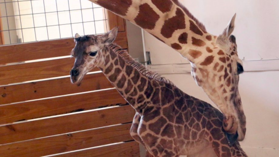 Animal Adventure Park