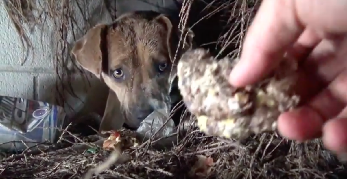 Hope for Paws