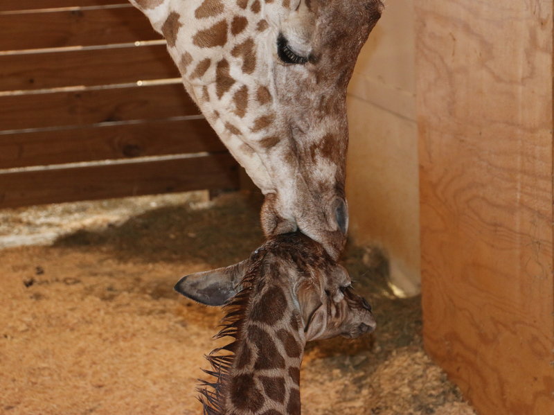 Animal Adventure Park