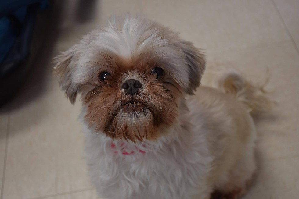 Delta Animal Shelter