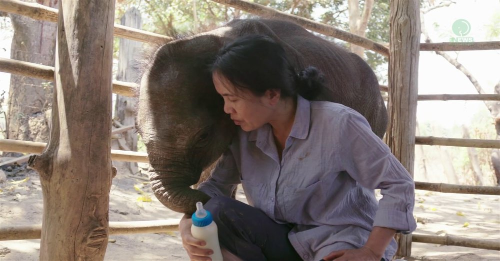 Elephant News