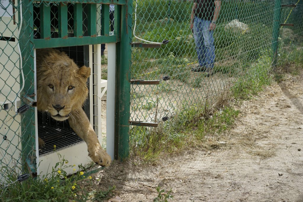 Four Paws International