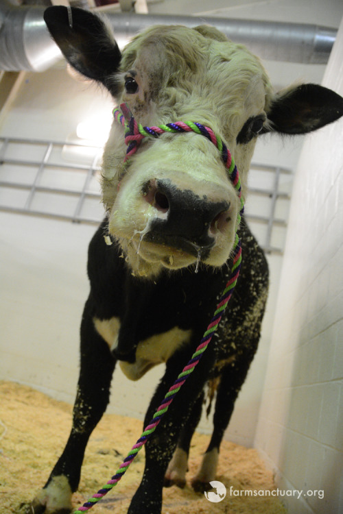 Farm Sanctuary