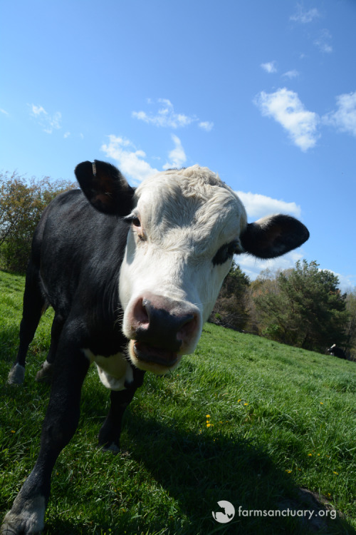 Farm Sanctuary