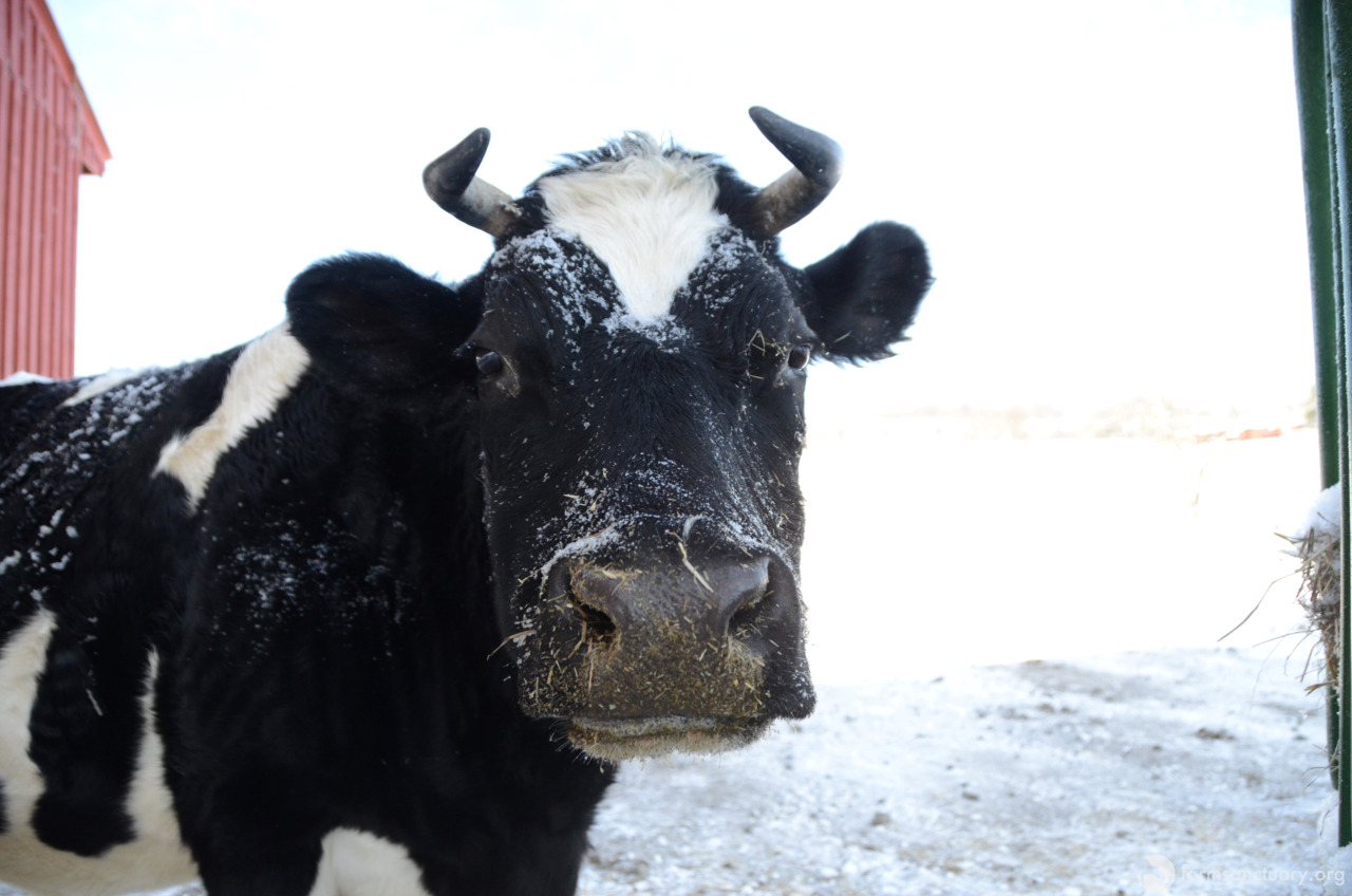 Farm Sanctuary