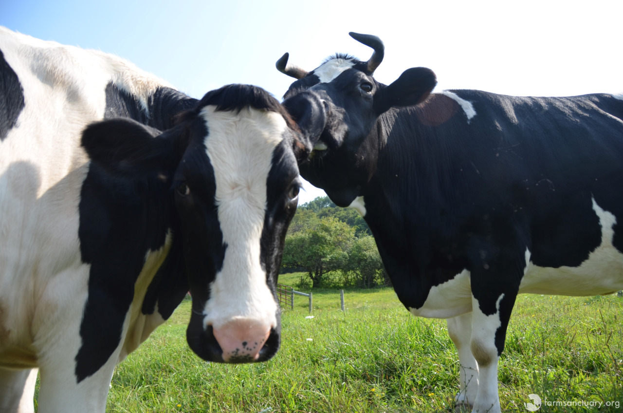 Farm Sanctuary