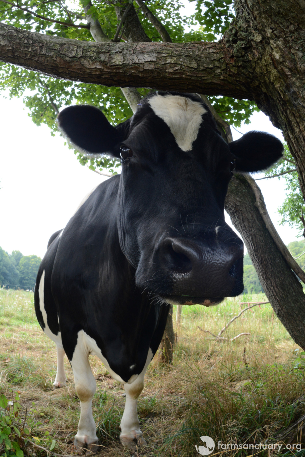 Farm Sanctuary
