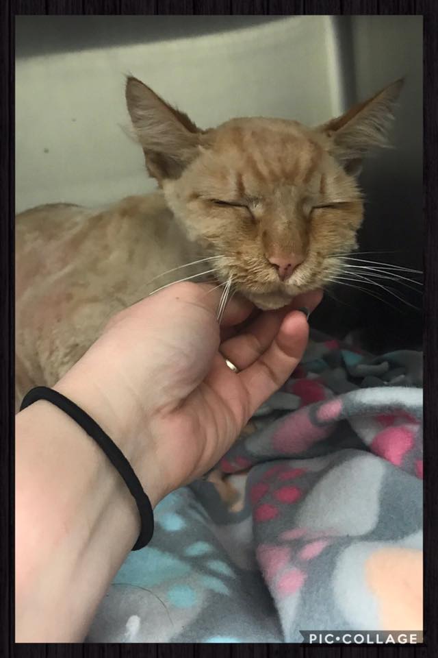 Idaho Falls Animal Shelter