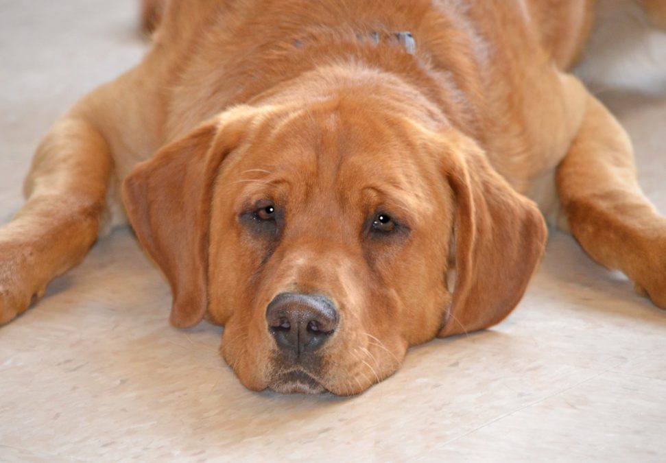 Little Traverse Bay Humane Society