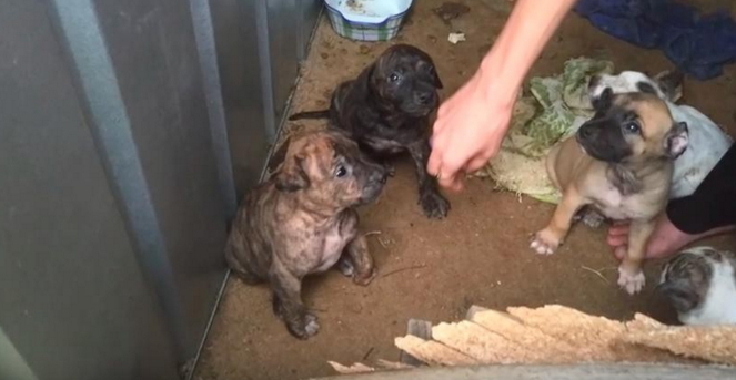 Wollongong Animal Rescue Network