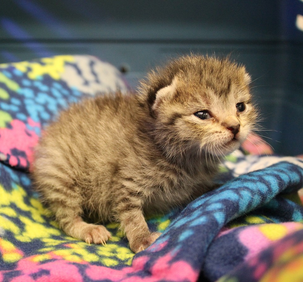 Foothills Animal Shelter