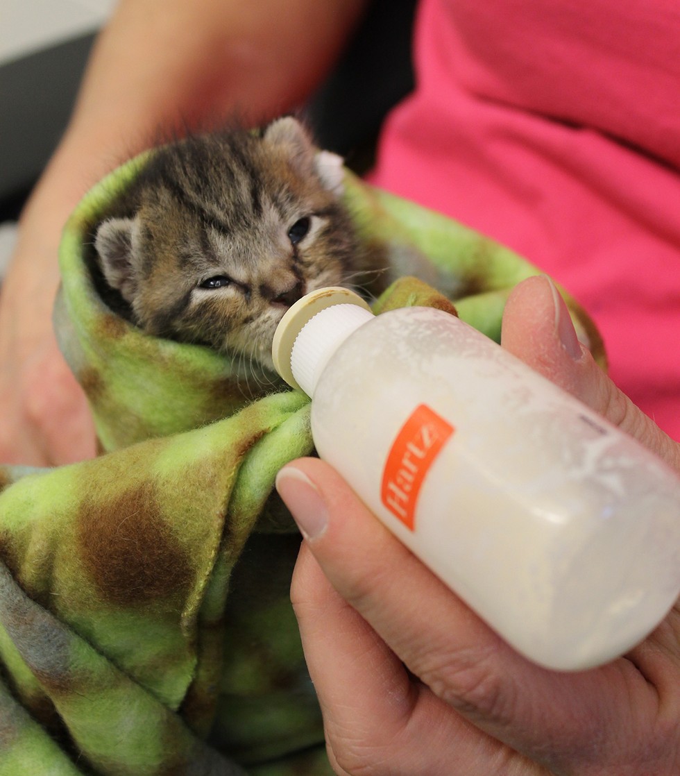 Foothills Animal Shelter
