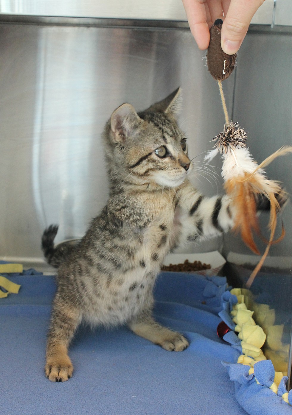 Foothills Animal Shelter