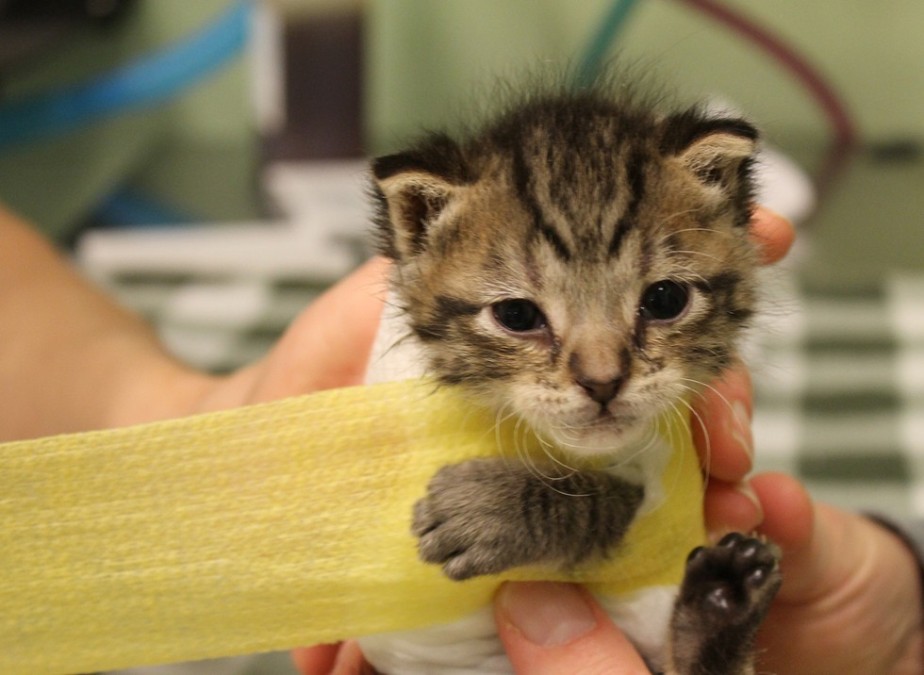 Foothills Animal Shelter