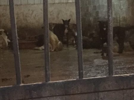 HSIs China Policy Specialist Peter Li travelled to Yulin in March and April 2016, bringing back fresh video and photographic evidence of mass dog and cat slaughter continuing to take place in the city even outside of the festival period, something the Yulin authorities have repeatedly denied. Dog meat trade, pet protection, companion animals