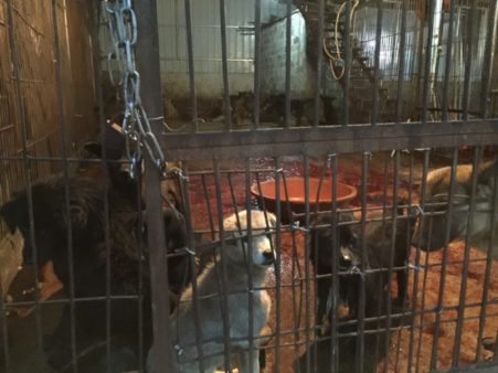 HSIs China Policy Specialist Peter Li travelled to Yulin in March and April 2016, bringing back fresh video and photographic evidence of mass dog and cat slaughter continuing to take place in the city even outside of the festival period, something the Yulin authorities have repeatedly denied. Dog meat trade, pet protection, companion animals