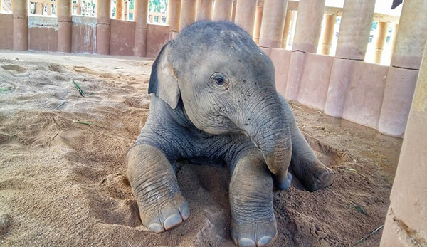 Elephant Nature Park