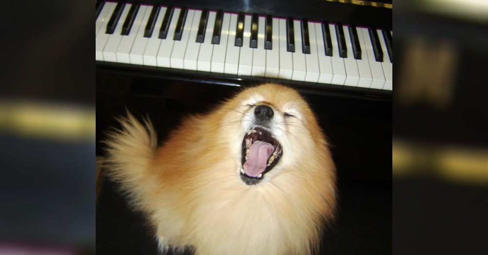 DogMusic4_1000x523