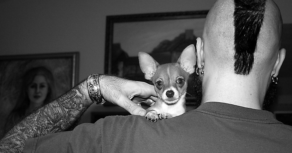 DogMusic6_1000x523