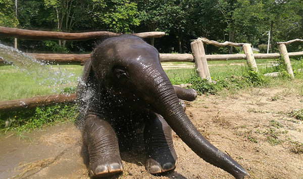 Elephant Nature Park