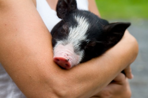 Woodstock Sanctuary