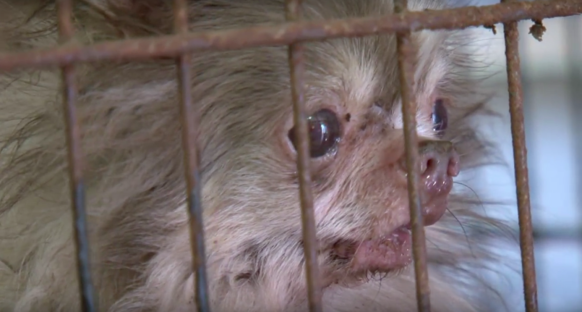 The Humane Society of the United States