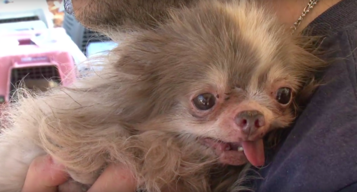 The Humane Society of the United States