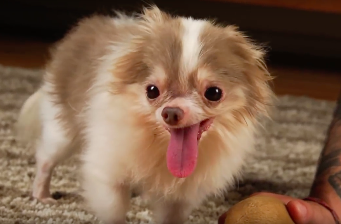 The Humane Society of the United States