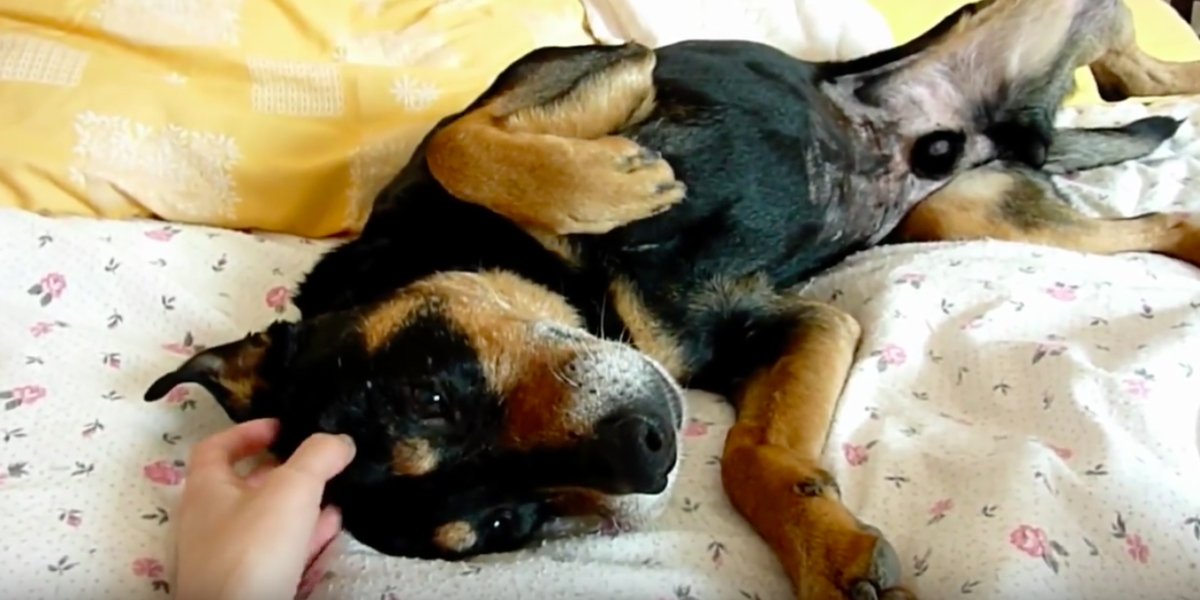 Hope For Paws