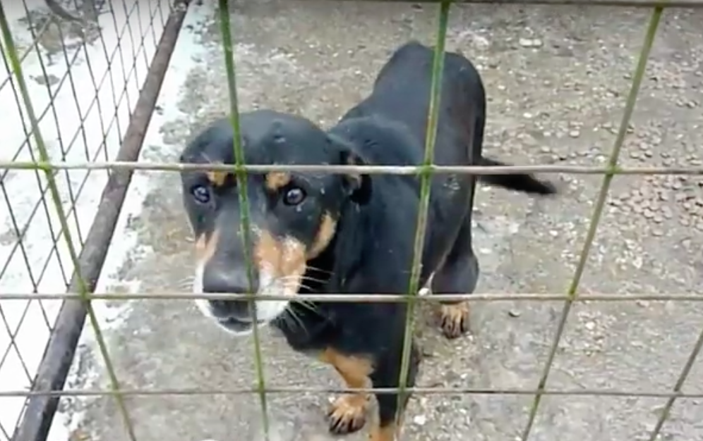 Hope For Paws