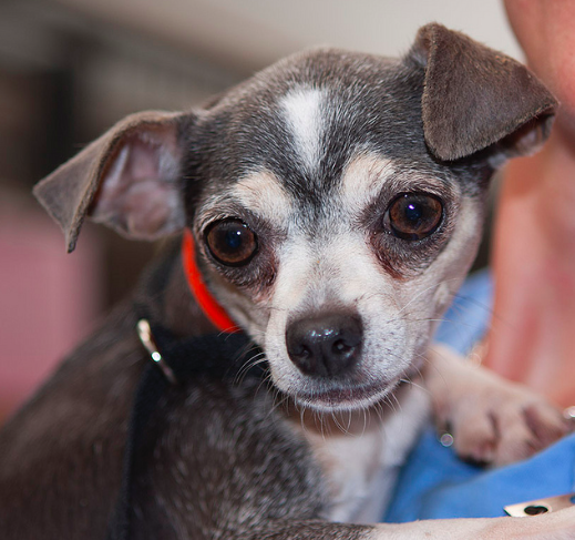 National Mill Dog Rescue