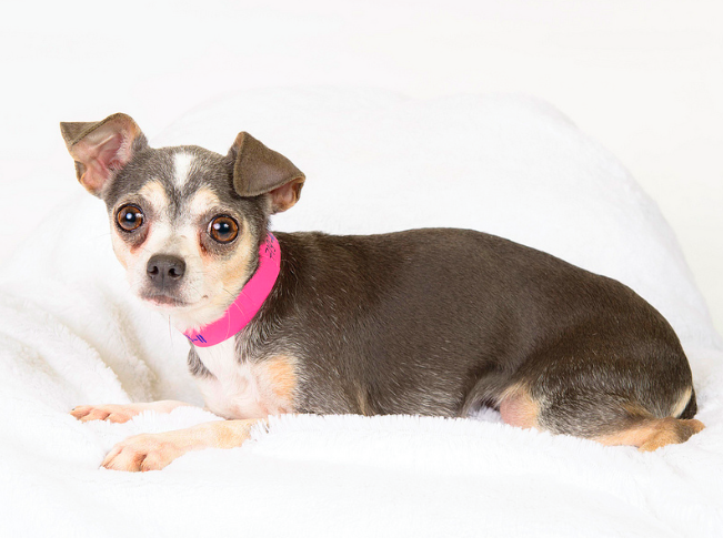 National Mill Dog Rescue